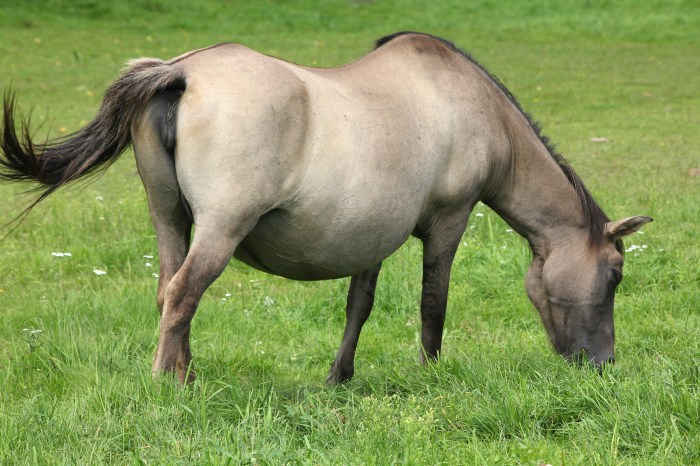 Pregnant mares mare care take foal place