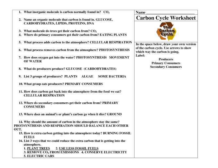 Carbon cycle worksheet answers pdf