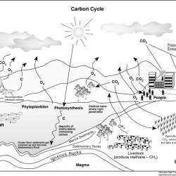 Carbon cycle worksheet answers pdf