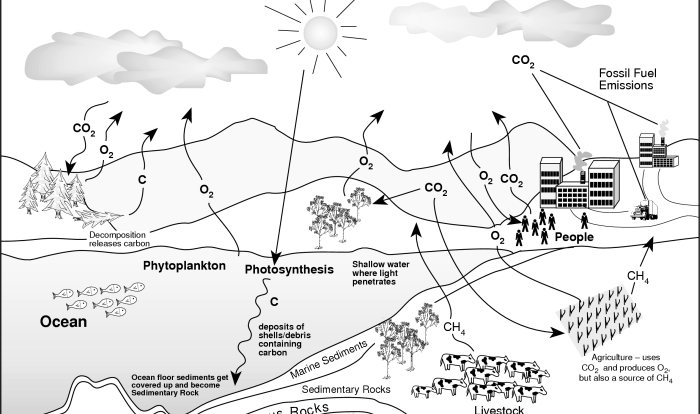 Carbon cycle worksheet answers pdf