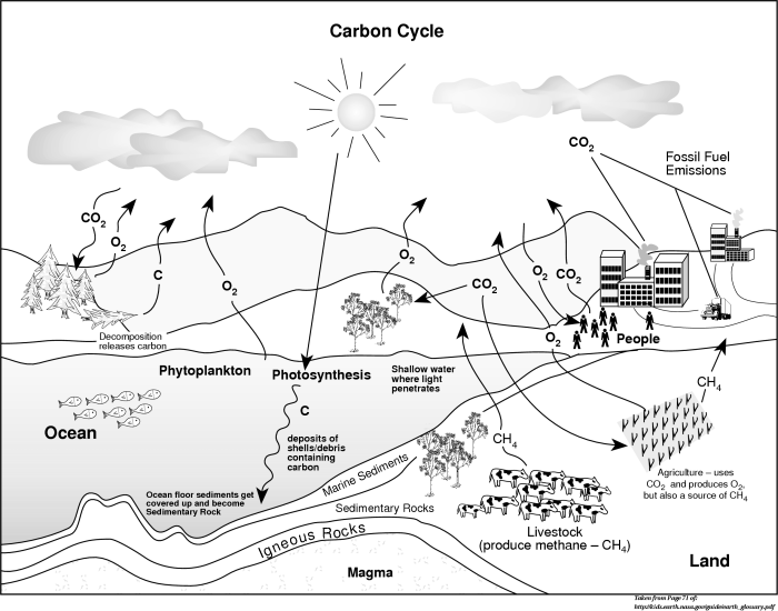 Carbon cycle worksheet answers pdf