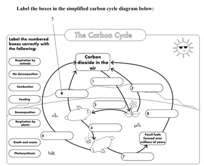 Carbon cycle worksheet answers questions school