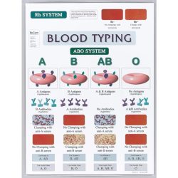 This picture shows the results of an abo blood test