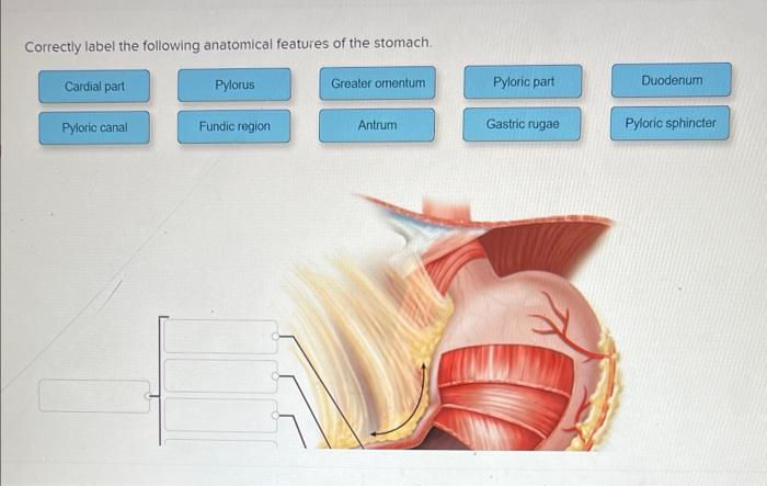 Correctly label the following anatomical features of the stomach