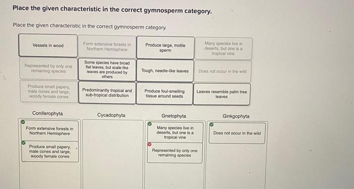 Place the given characteristic in the correct gymnosperm category.