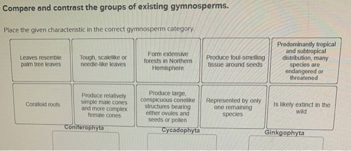 Place the given characteristic in the correct gymnosperm category.