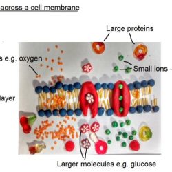 Transport across cell membrane worksheet answers