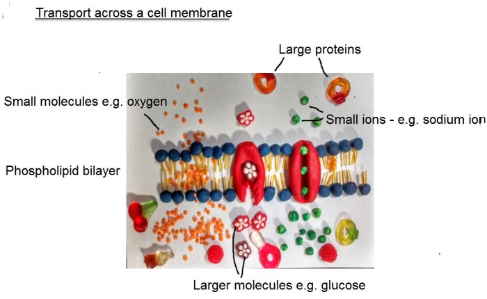 Transport across cell membrane worksheet answers