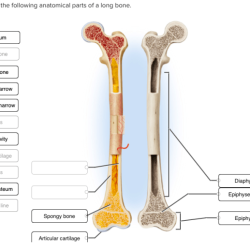 Label following liver parts inferior correctly help save solved transcribed text show