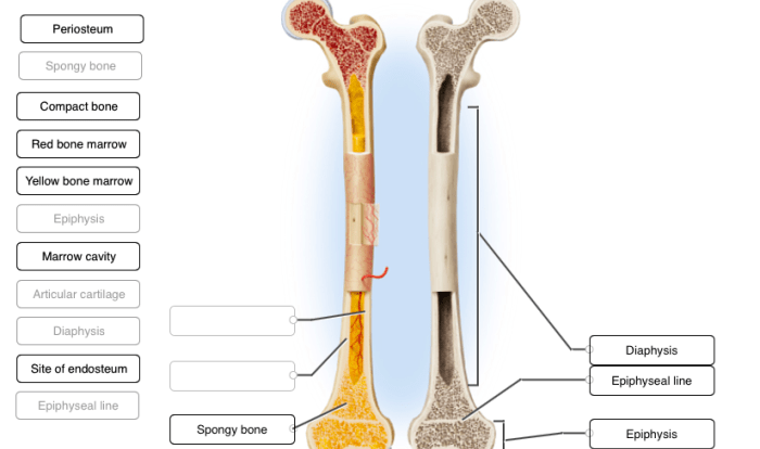 Label following liver parts inferior correctly help save solved transcribed text show