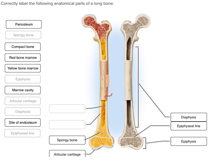 Label following liver parts inferior correctly help save solved transcribed text show