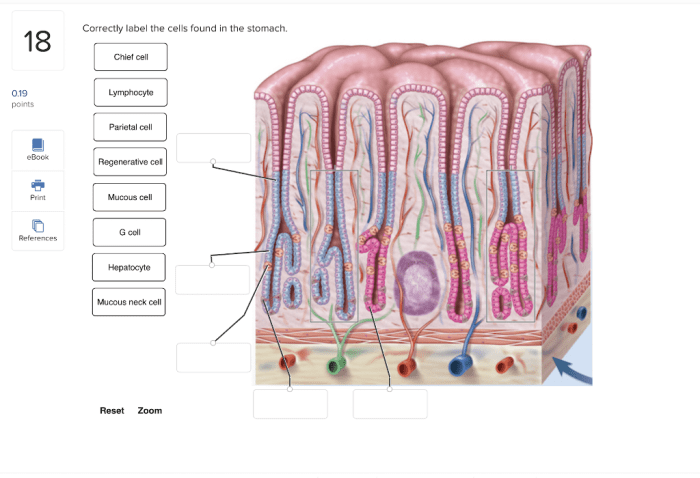 Correctly label the following anatomical features of the stomach