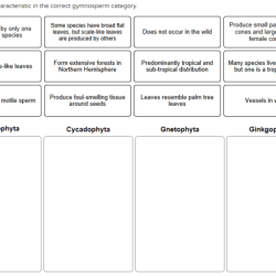 Life cycle gymnosperm biology tree ginkgo gymnosperms plants cycles plant ginkgophyta male female haploid teacher generations fossil living science mitosis