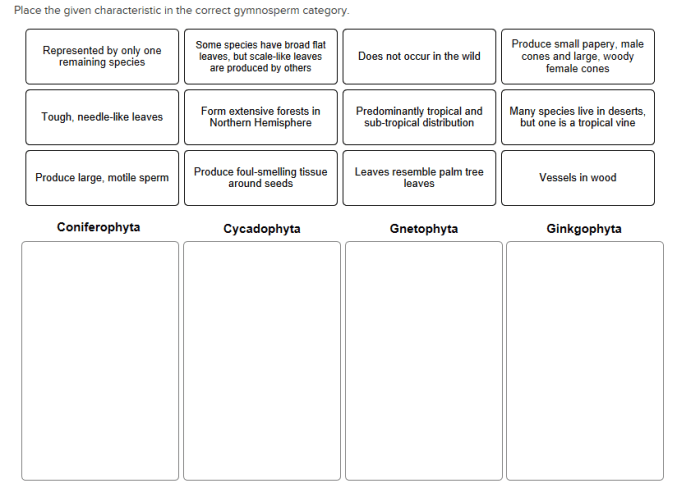 Life cycle gymnosperm biology tree ginkgo gymnosperms plants cycles plant ginkgophyta male female haploid teacher generations fossil living science mitosis