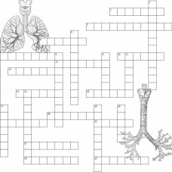 Cardiovascular system crossword puzzle answer key