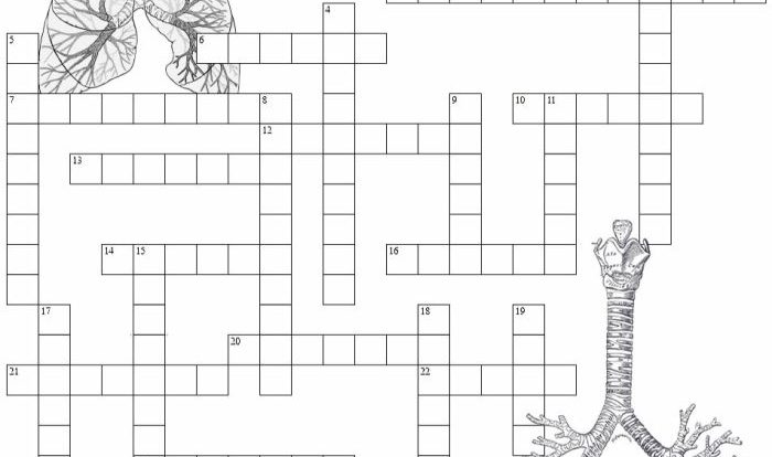 Cardiovascular system crossword puzzle answer key