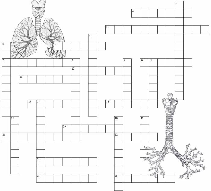 Cardiovascular system crossword puzzle answer key